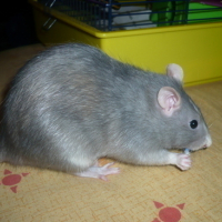 Photo #27253 de Chips