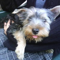 Photo #27349 de Cookie