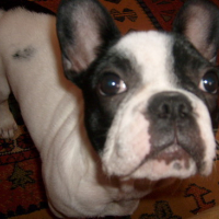 Photo #27523 de Duke