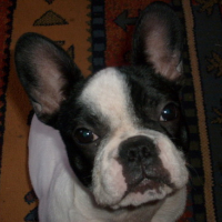 Photo #27529 de Duke
