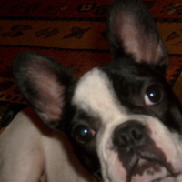 Photo #27535 de Duke