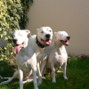 DIABLO & KAISER & TARA