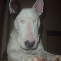 Photo #27709 de Abyss