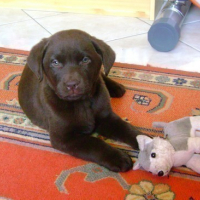 Photo #28069 de Diabolo