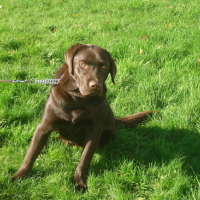 Photo #28075 de Diabolo