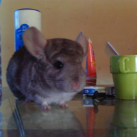 Photo #28945 de Chichi