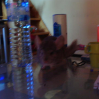 Photo #28951 de Chichi