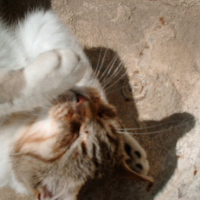 Photo #29233 de Canaillou