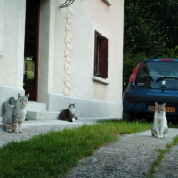 Photo #29275 de Canaillou
