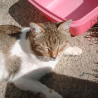 Photo #29293 de Canaillou