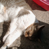Photo #29299 de Canaillou