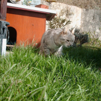 Photo #29347 de Grisou