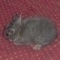 Photo #29563 de Panpan