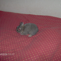 Photo #29569 de Panpan