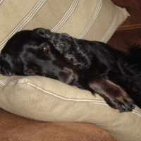 Un bon canapé , un bon coussin = SIESTE