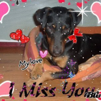 Photo #29863 de Balou