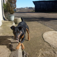 Photo #29869 de Balou