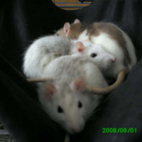 Photo #30277 de Lea, chloé ,caline, cokine et roxie