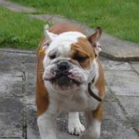 Photo #30319 de Goliath