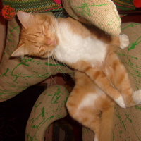 Photo #30613 de Ziggy