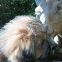 Photo #30947 de Columbo