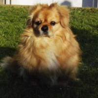 Photo #31045 de Voyou