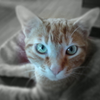 regardez-moi dans les yeux !