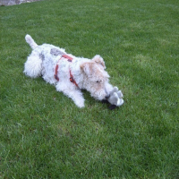 Photo #31171 de Milou