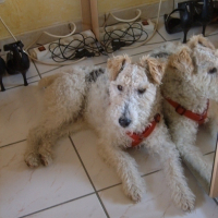 Photo #31177 de Milou