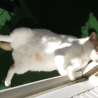 Photo #31345 de Chipie