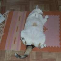 Photo #31351 de Chipie
