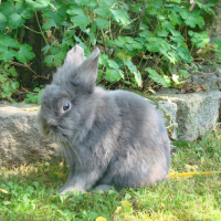 Photo #31861 de Choupinou