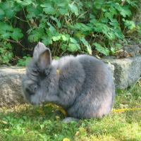 Photo #31867 de Choupinou