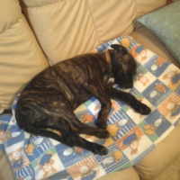 Photo #32053 de Nala