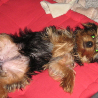 Photo #32347 de Diesel