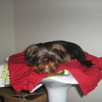 Photo #32353 de Diesel