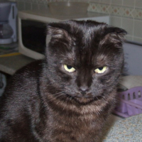Photo #32533 de Frimousse