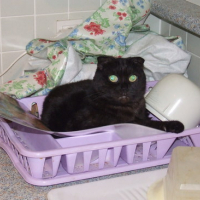 Photo #32539 de Frimousse