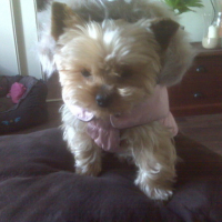 Photo #32605 de Joy
