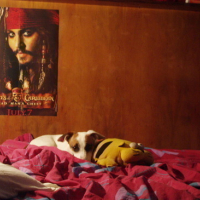 Photo #32695 de Jack