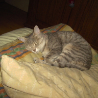 dormir é mn pass temp favoris :))