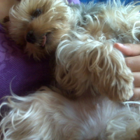 Photo #33055 de Joy