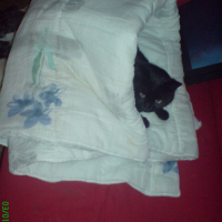 Photo #33145 de Titoon