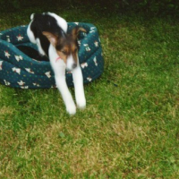 Photo #33511 de Roucky