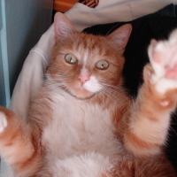 Faites gaffe...Moi, j' attaque!!!!!