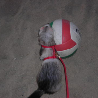 J'adore courir aprés le ballon !!