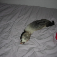 Trop cooL le lit de maman tt doux !!