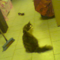 Photo #34075 de Patachon