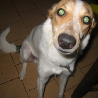 Photo #34105 de Tekila