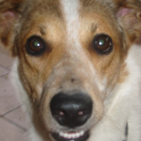 Photo #34111 de Tekila